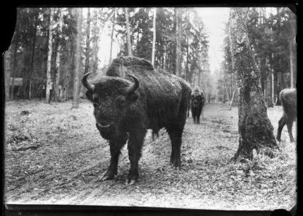 Aleksandro Jurašaičio stiklo negatyvai