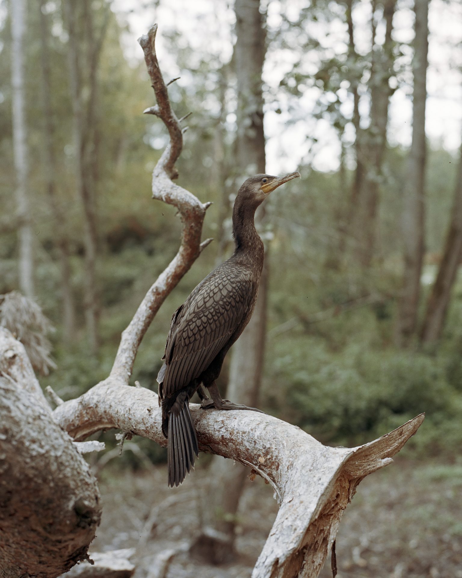 Iš ciklo „Tarp dviejų krantų“.