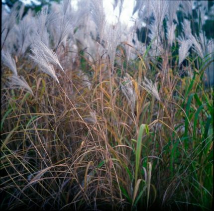 Remediacija, arba dviejų fotografinių liudijimų dialogas