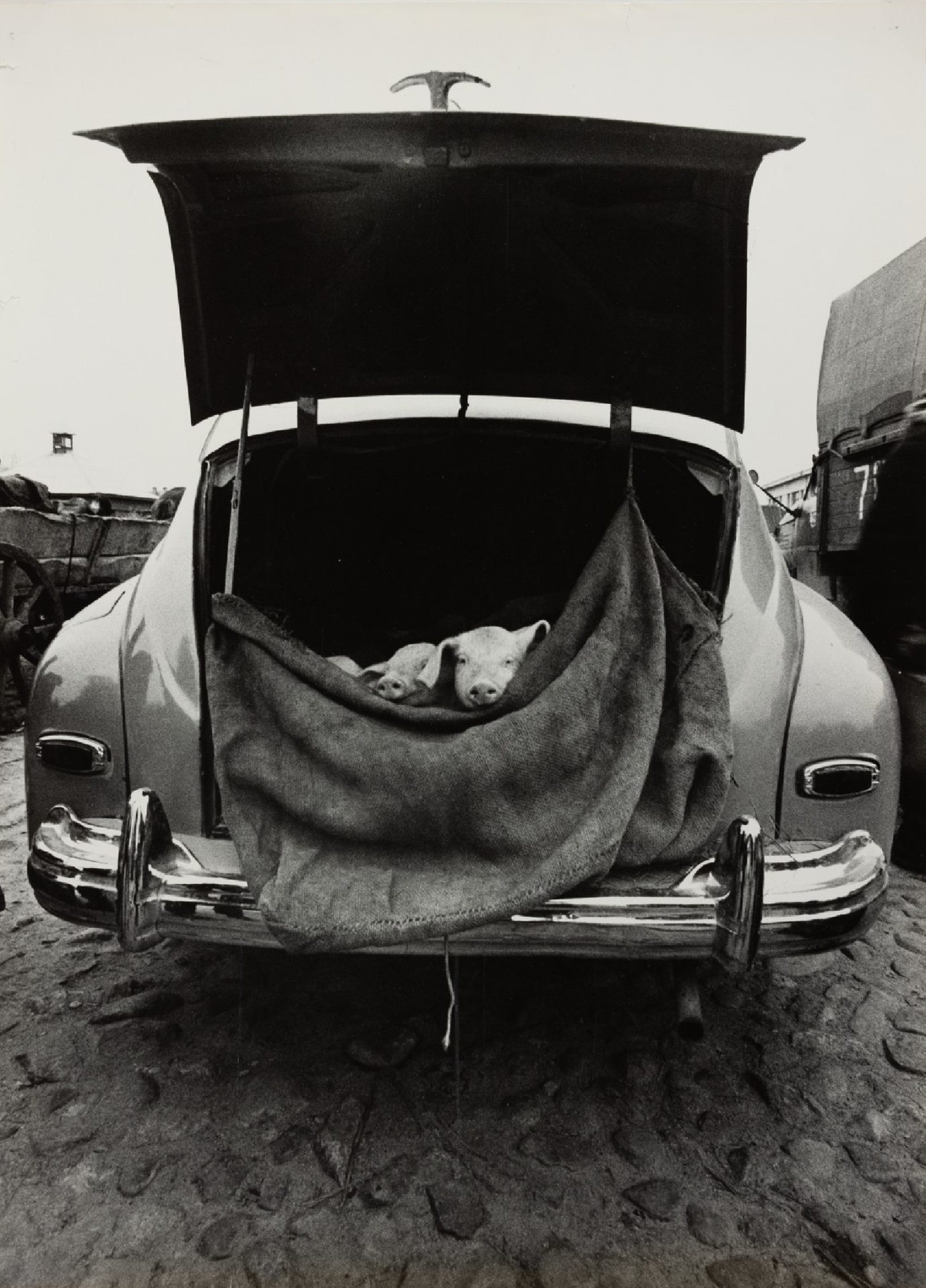 A. Macijauskas. From the cycle 