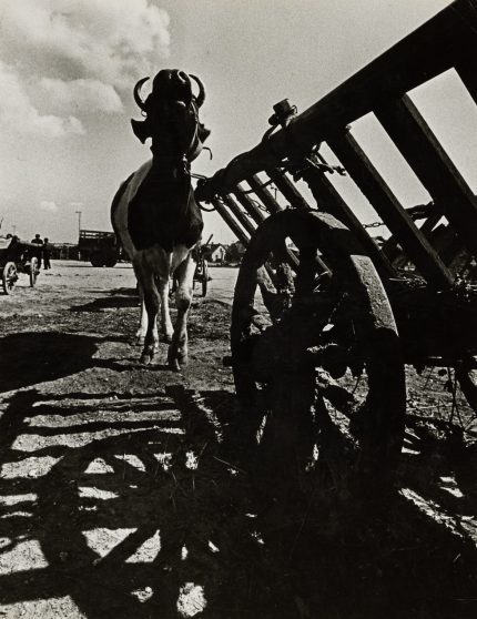 Fotografijos muziejus pristato Aleksandro Macijausko kūrybą