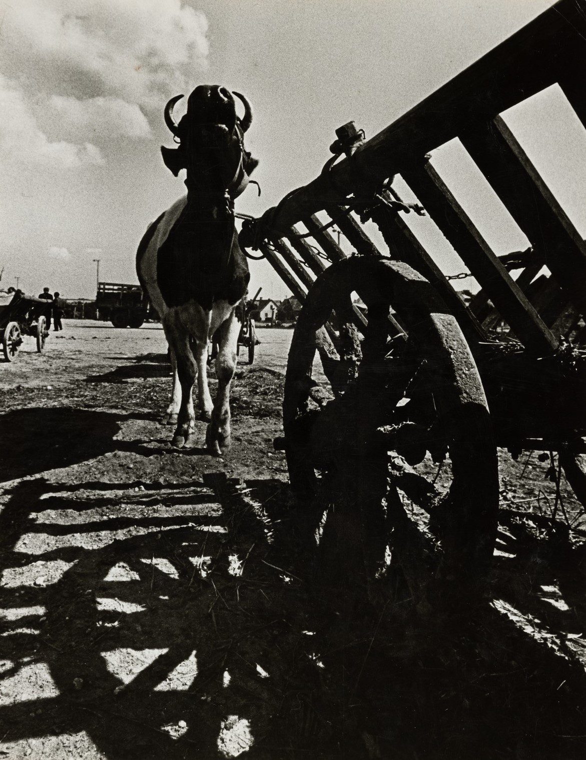 A. Macijauskas. From the cycle 