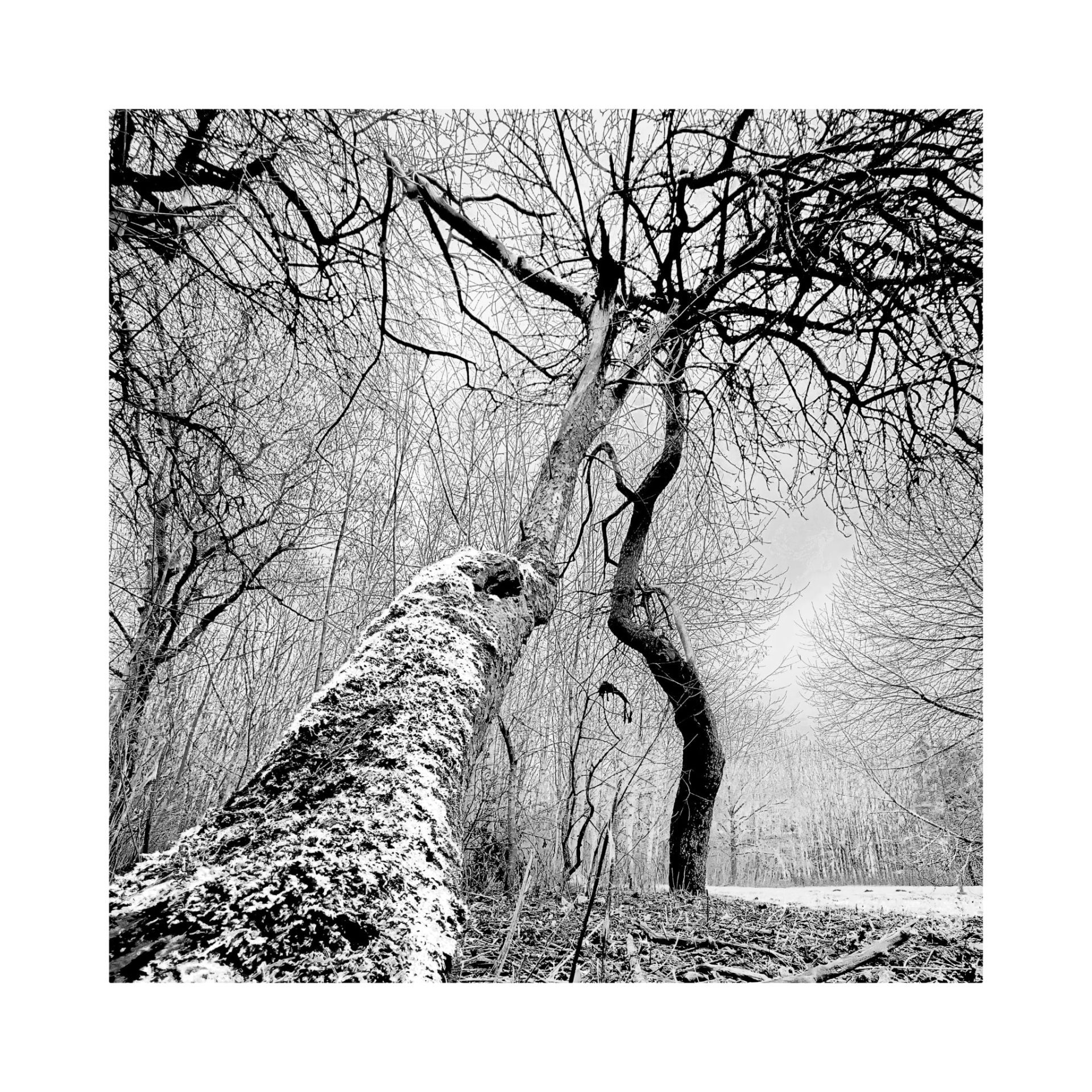 G. Šiukščius. Skaitmeninė grafika, 2025 m.